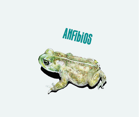 Anfibios