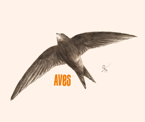 Aves