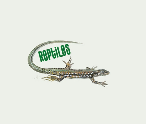 Reptiles