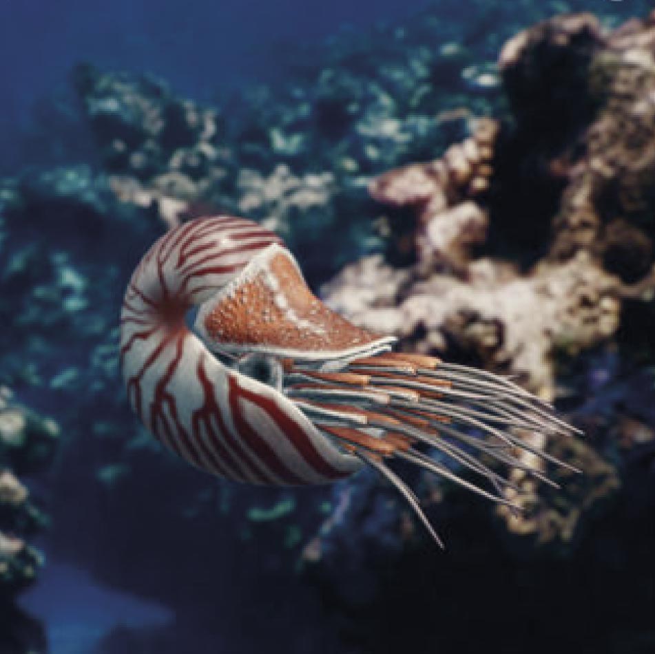 Foto de un molusco Nautilus difuminada